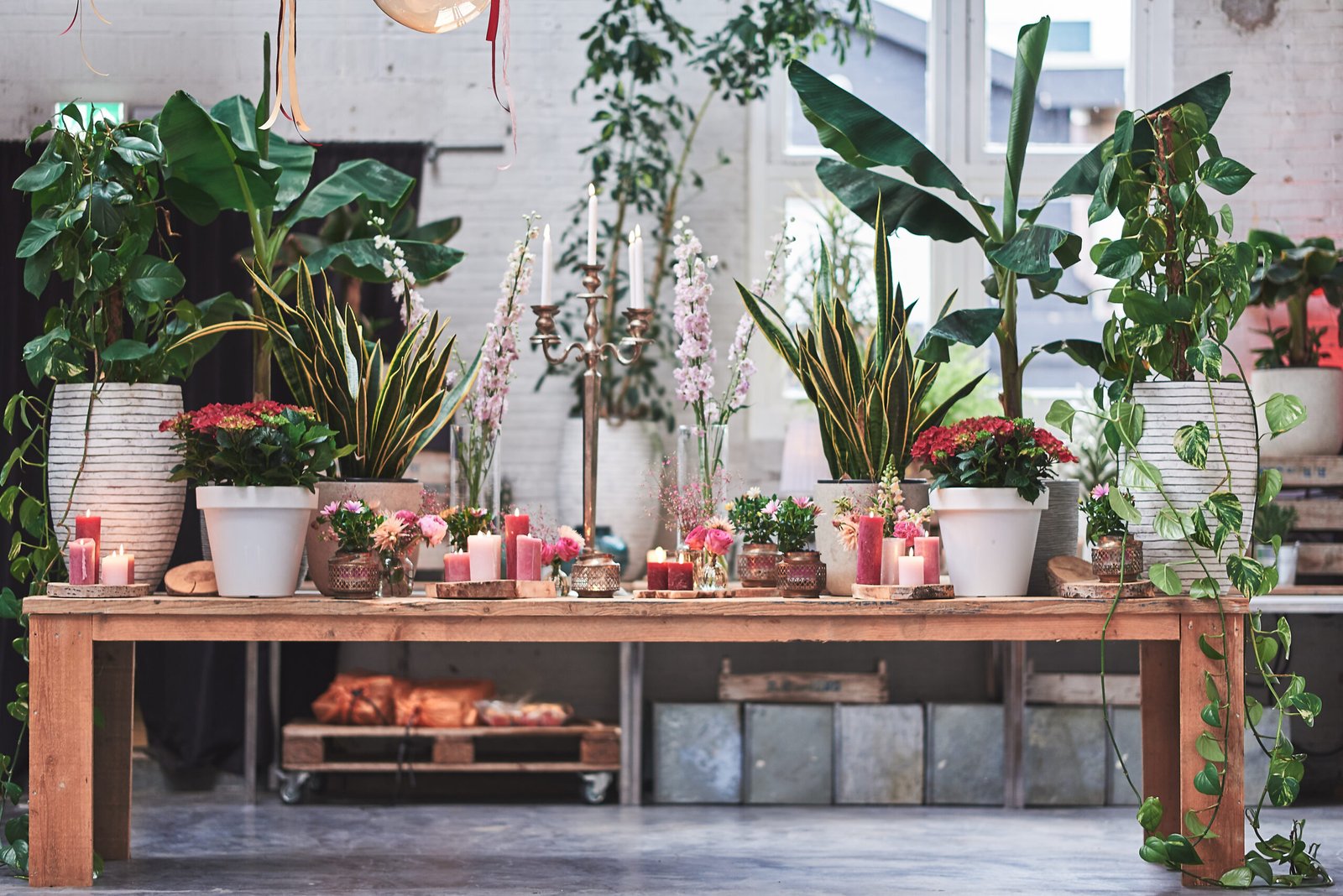House plants Dutch Style