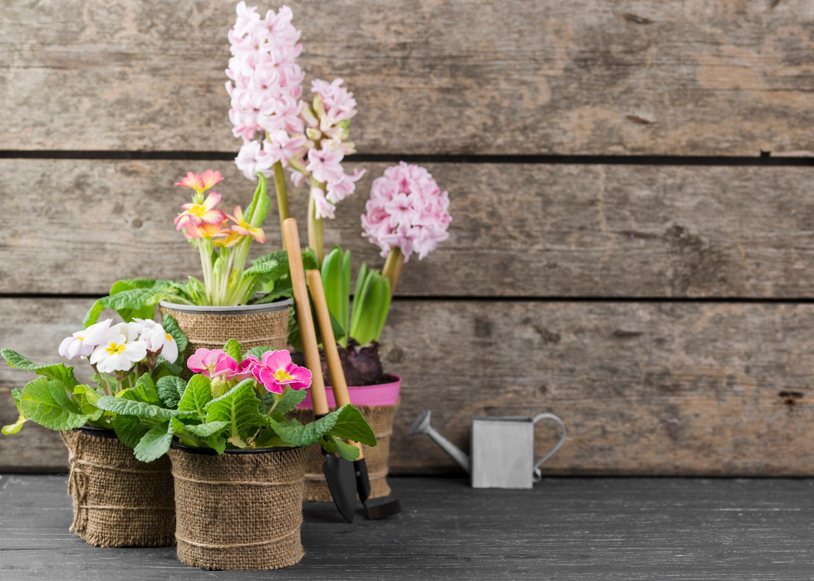 House plants Dutch Style